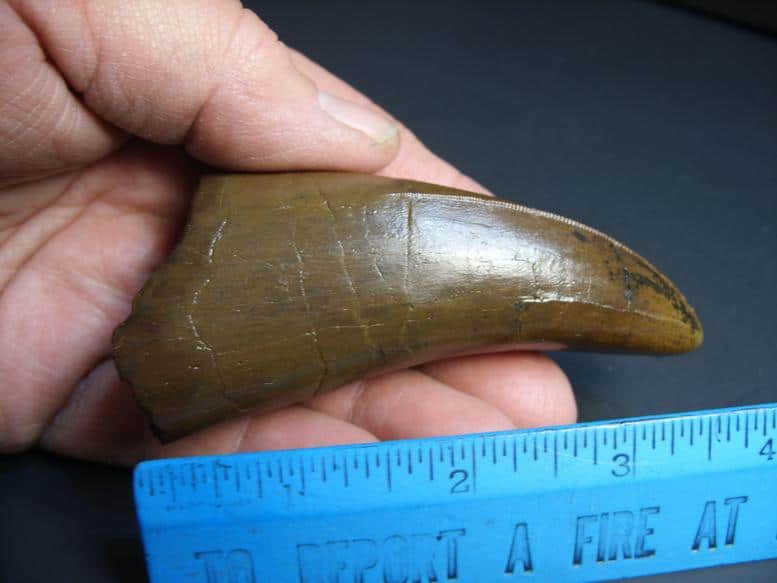 buy t rex tooth