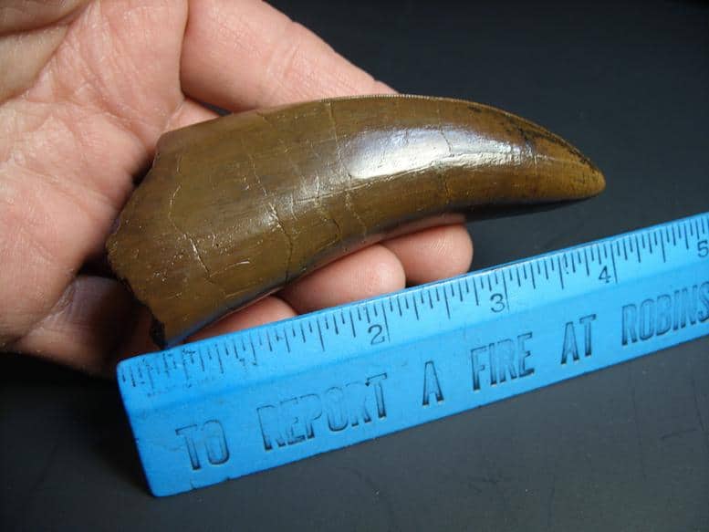 buy t rex tooth