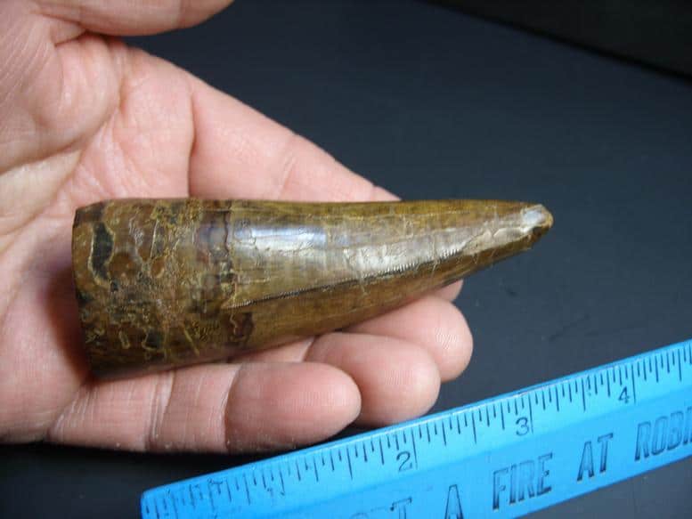 buy t rex tooth