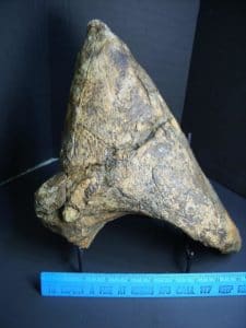dinosaur with a horn on its nose