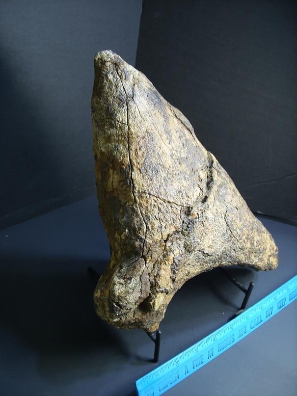 Triceratops Nose Horn (012918h) - The Stones & Bones Collection