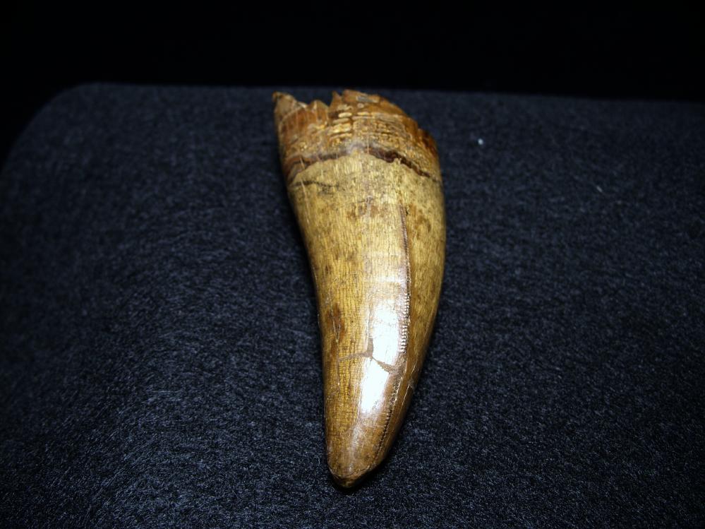 t rex tooth fossil for sale