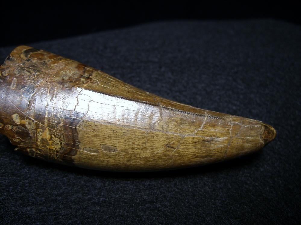 t rex tooth fossil for sale