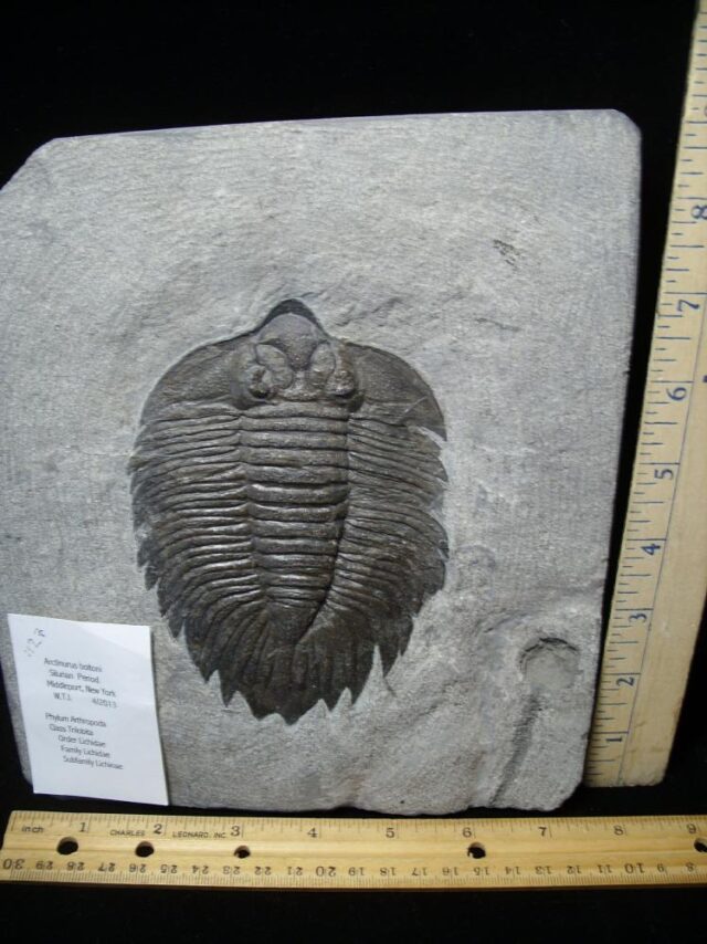Arctinurus Trilobite (104121a)...SOLD - Image 2