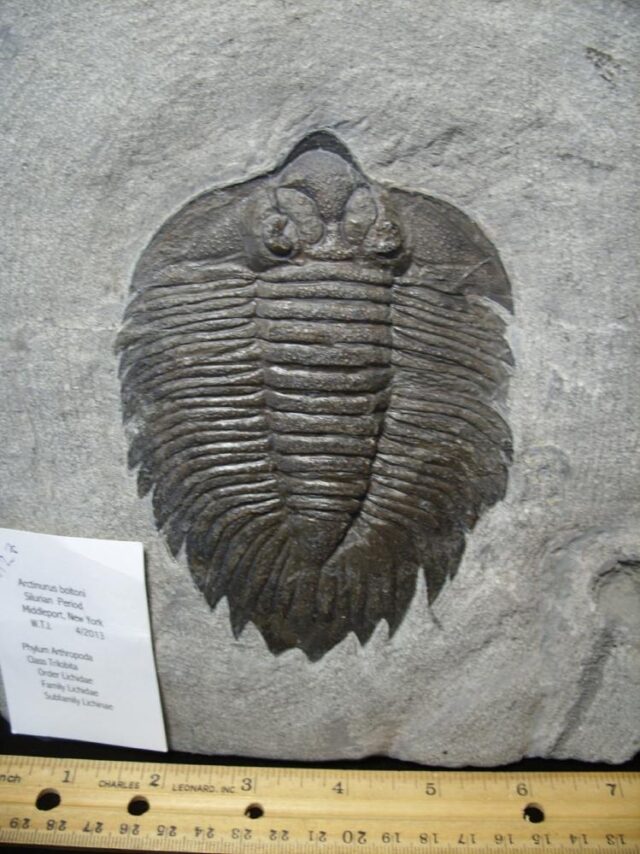 Arctinurus Trilobite (104121a)...SOLD