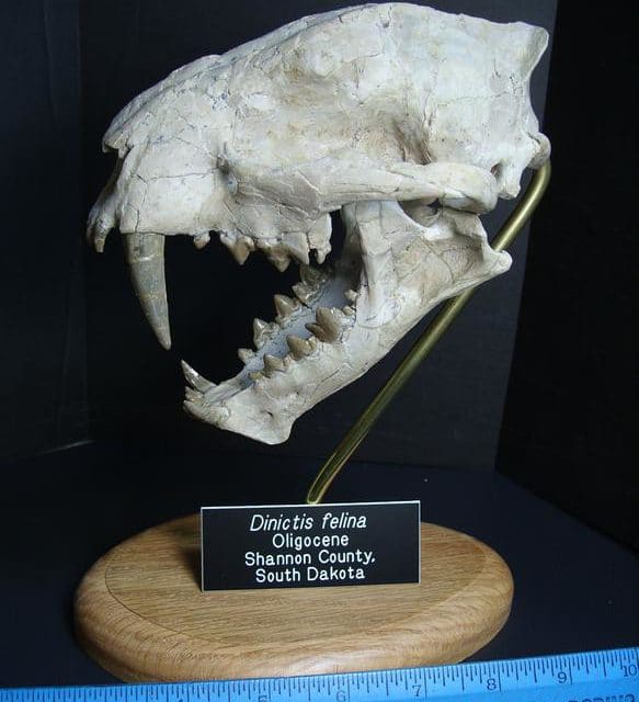 saber tooth cat fossils