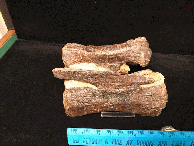 Diplodocus Dinosaur Bones