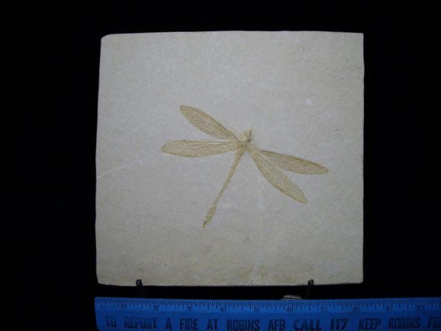 Dragonfly fossils