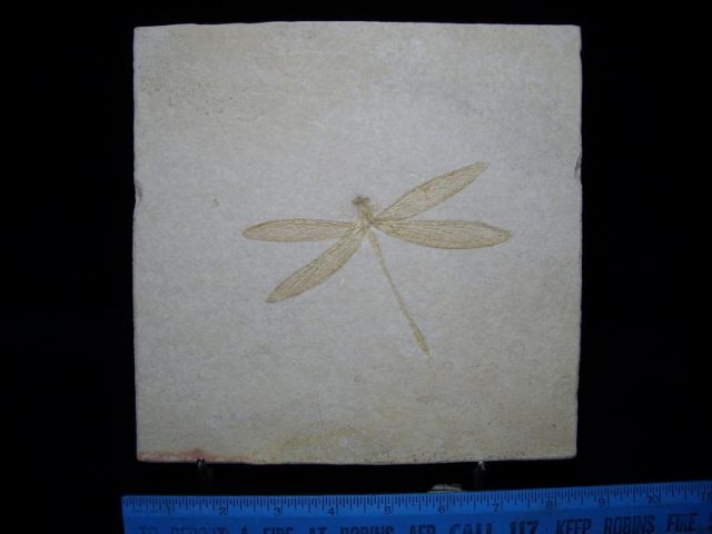 insect fossils