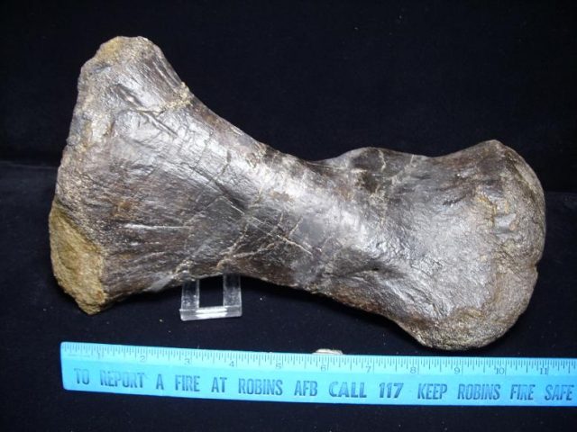 Hadrosaur fossils