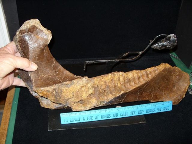 Triceratops Mandible (020218jj) - Image 3