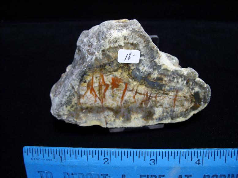 coprolites fossils examples