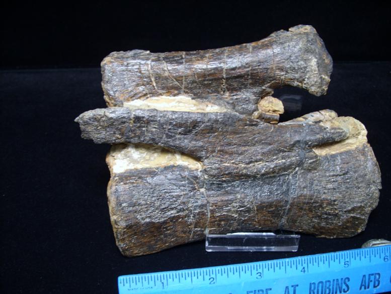 dinosaur with stone head