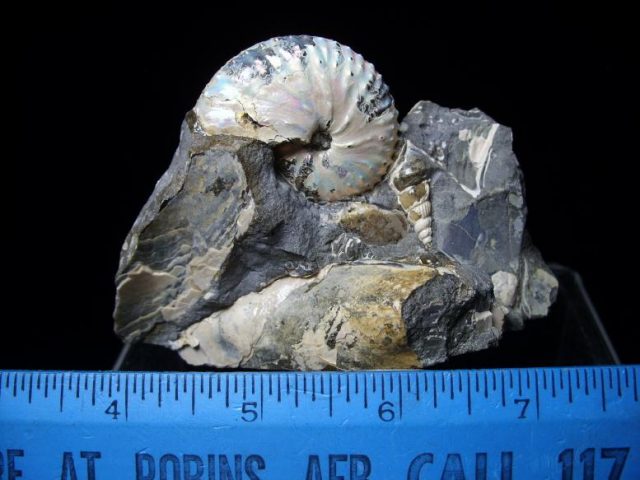 Ammonites for Sale