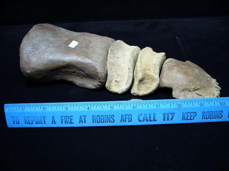 hadrosaur toe bone