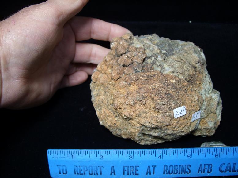 t rex coprolite
