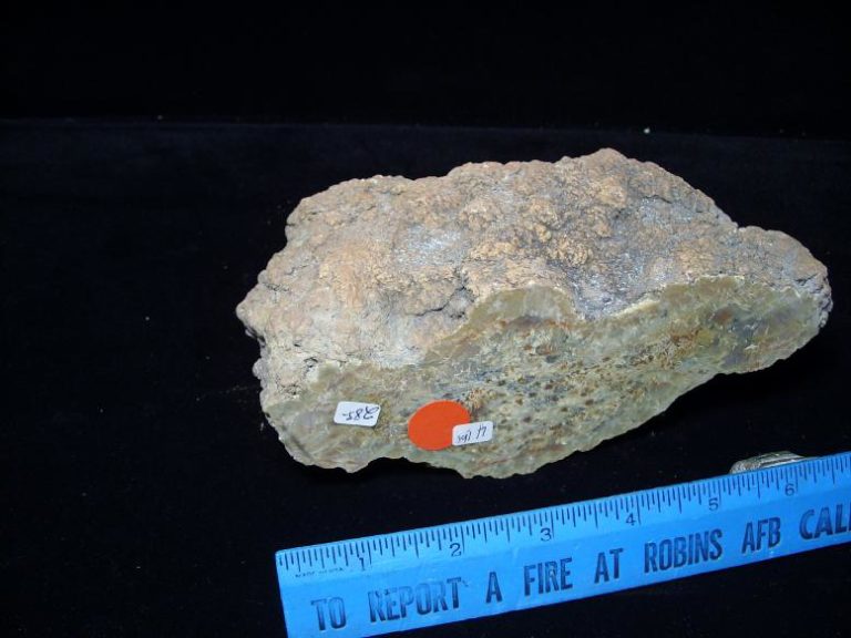 coprolites fossils examples