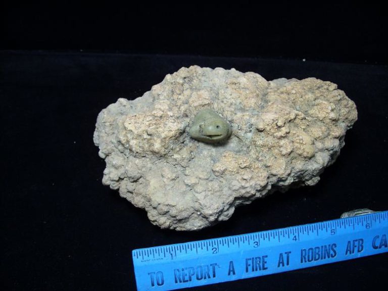 coprolites fossils examples