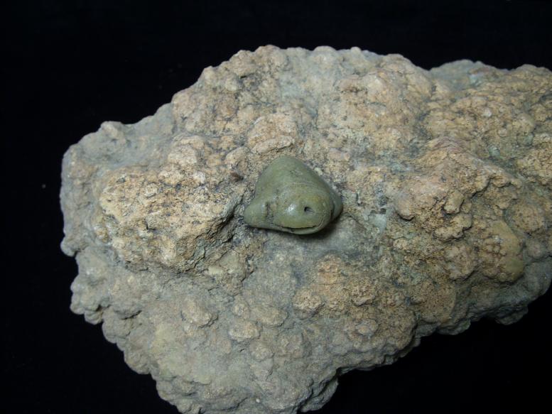 types of coprolites