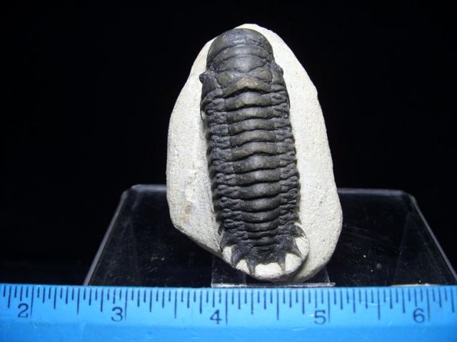 fossil trilobites