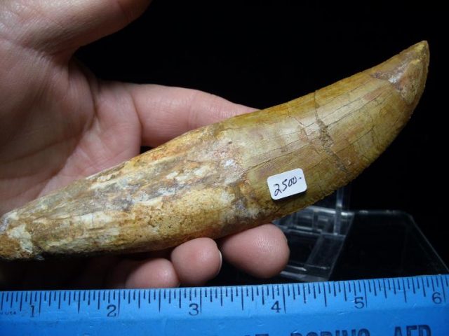 dinosaur tooth