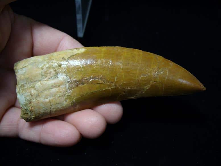 buy dinosaur teeth