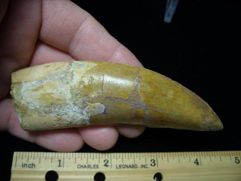 dinosaur tooth for sale