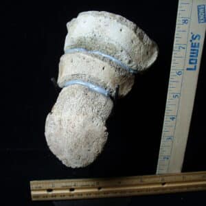 Hadrosaur “Duckbill Dinosaur” Toe (020825m)