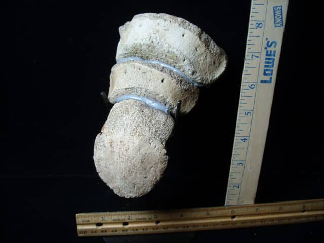 Hadrosaur “Duckbill Dinosaur” Toe (020825m)