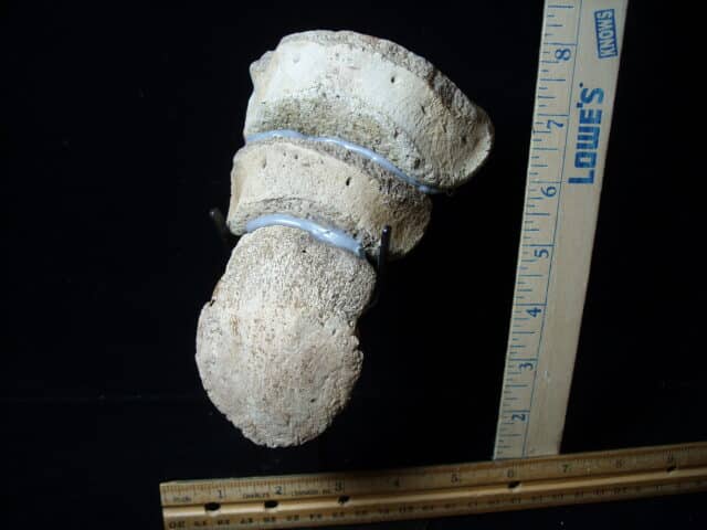 Hadrosaur “Duckbill Dinosaur” Toe (020825m) - Image 2