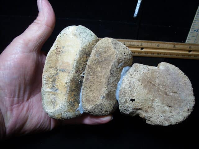 Hadrosaur “Duckbill Dinosaur” Toe (020825m) - Image 3