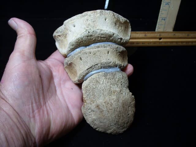 Hadrosaur “Duckbill Dinosaur” Toe (020825m) - Image 4