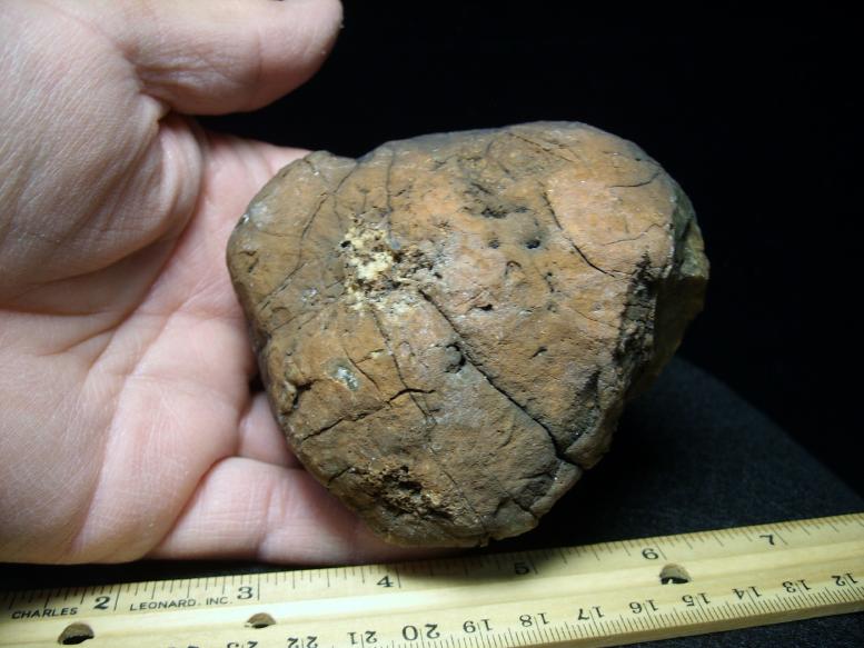 coprolites fossils examples