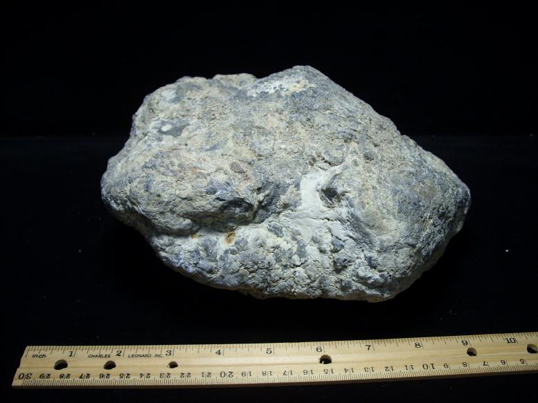 t rex coprolite