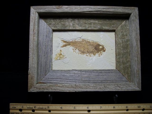 fossil fish