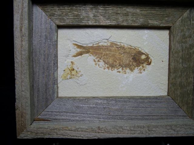 Framed Fossilized “Green River” Fish (022418m) - Image 2