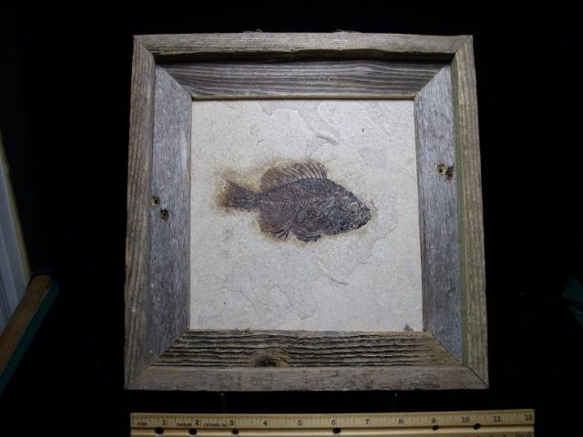 fossil fish
