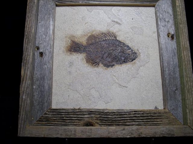 fish