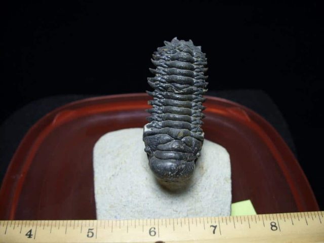 Crotalocephalus Trilobite