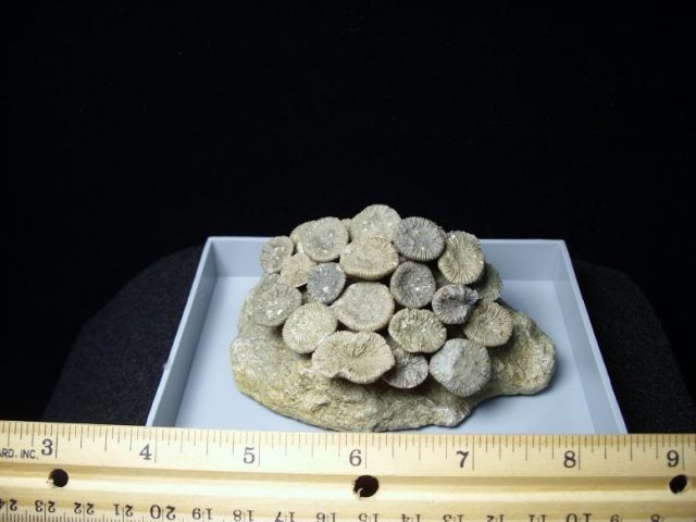 Fossil Coral Colony