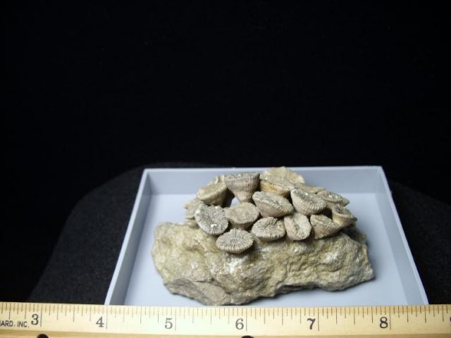 Fossil Coral Colony