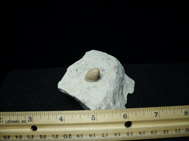 Fossilized Snake Egg (042418n) - Image 3