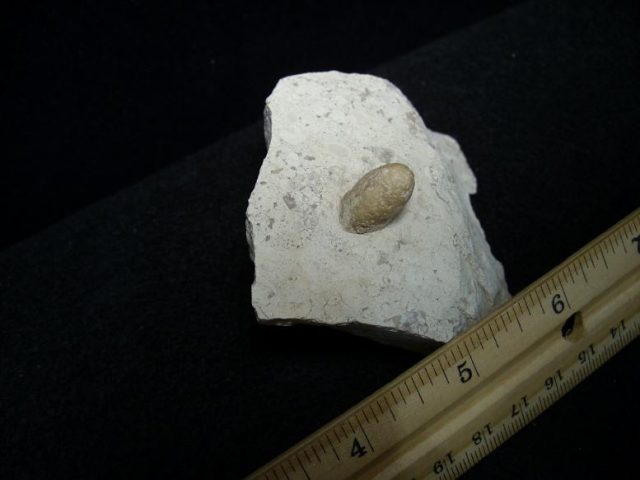 fossil snake eggs