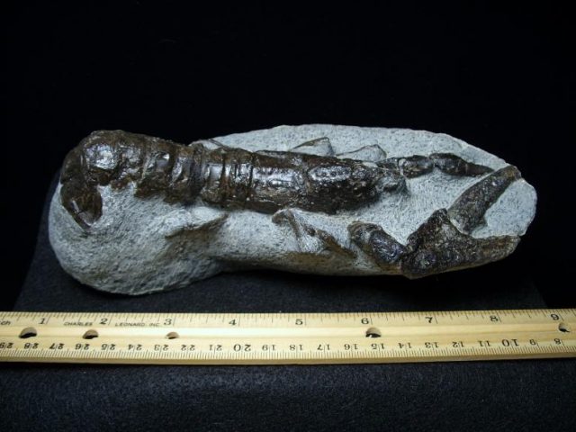 fossil crabs