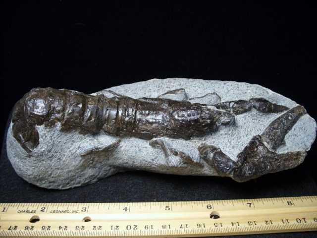 Fossilized Lobster – Arthropod (Crustacean)  (043018a) **ON HOLD** - Image 2