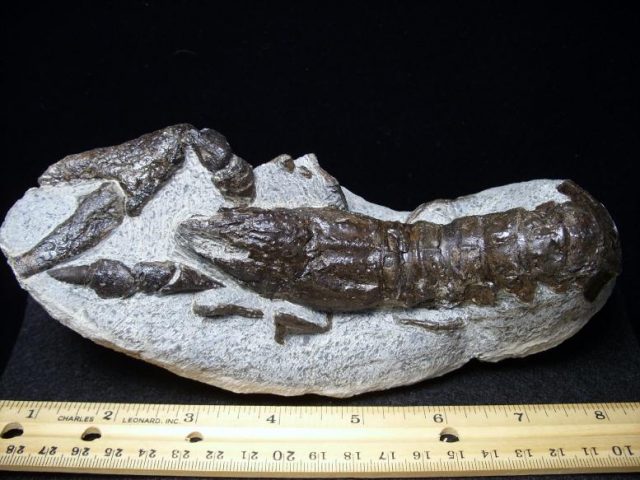 Fossilized Lobster – Arthropod (Crustacean)  (043018a) **ON HOLD** - Image 3