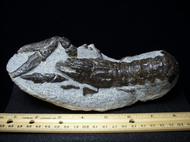 Arthropods Fossils