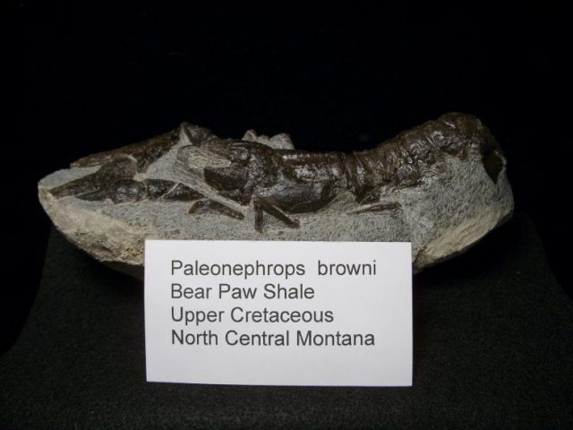 Fossilized Lobster – Arthropod (Crustacean)  (043018a) **ON HOLD** - Image 5