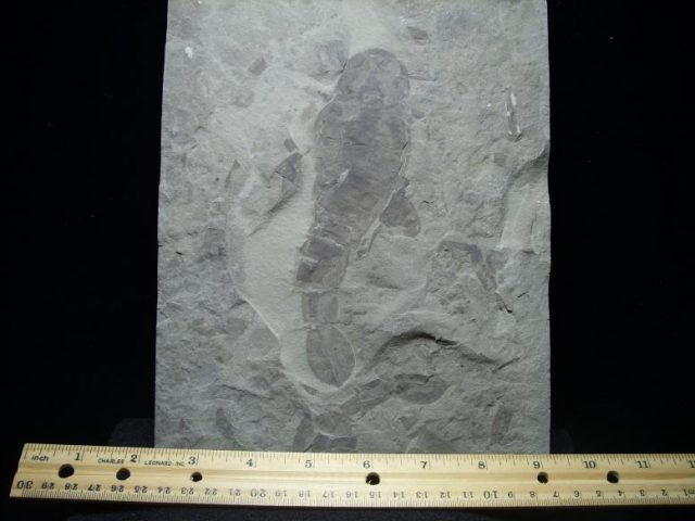 Pterygotus Eurypterid