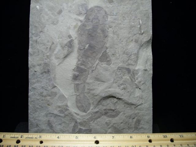 Pterygotus Eurypterid